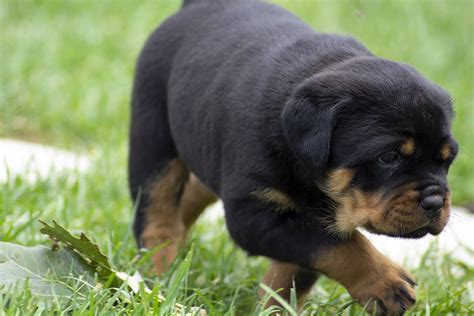 Allevamento cuccioli di rottweiler von den Schwarzen Schatten.